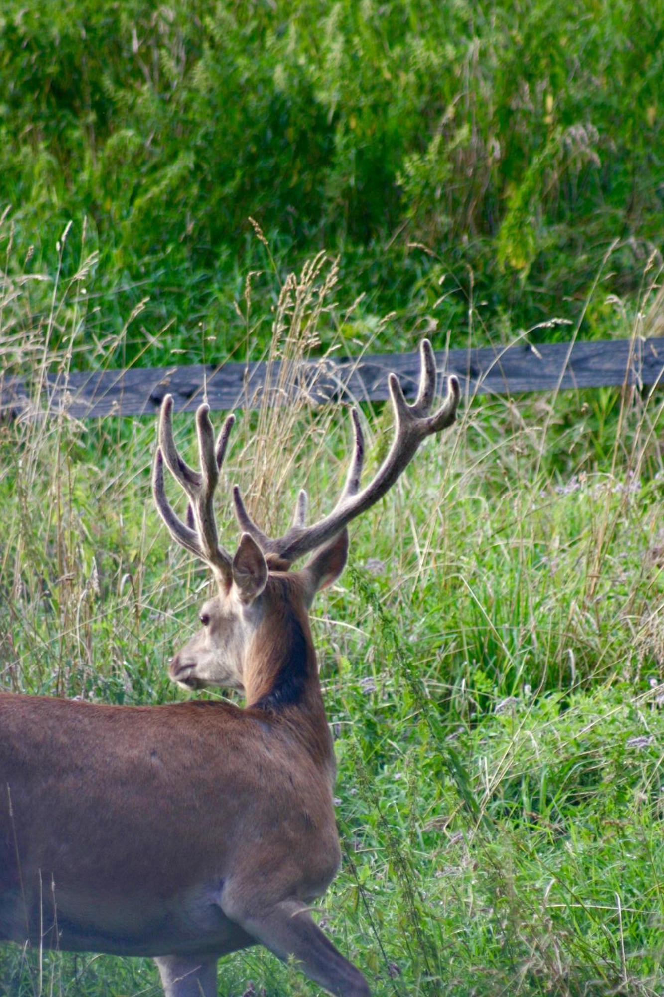 Kocon Brown Deer - Z Sauna Na Tarasie, Jacuzzi I Widokiem Na Gory - By Deer Hills Luxury Apartments מראה חיצוני תמונה