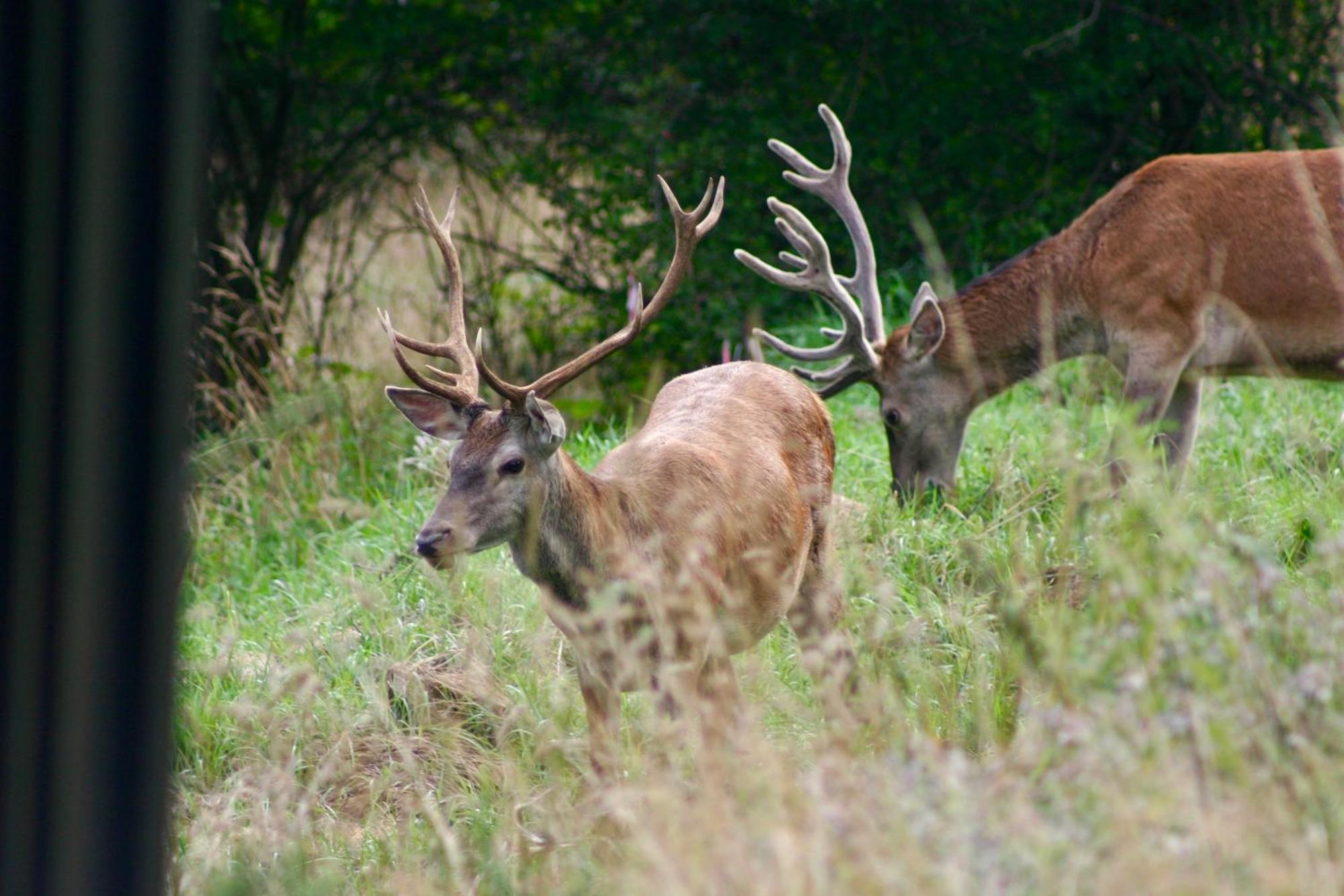 Kocon Brown Deer - Z Sauna Na Tarasie, Jacuzzi I Widokiem Na Gory - By Deer Hills Luxury Apartments מראה חיצוני תמונה